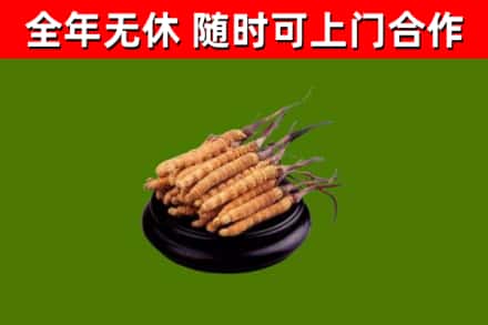 内蒙古烟酒回收冬虫夏草.jpg