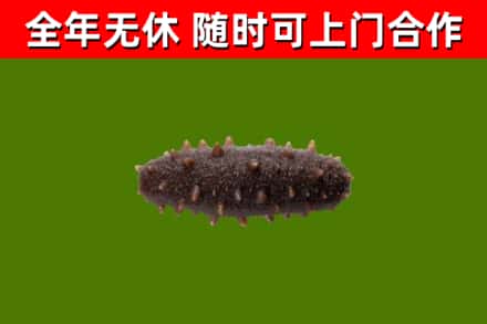 内蒙古烟酒回收干海参.jpg